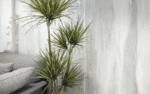 Parsel Perla Polished Slab 2600x1200mm - Image 3
