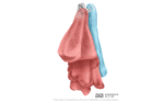 Bathroom Butler Robe Hook Double - Image 5